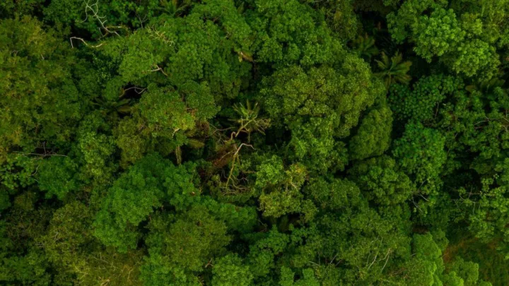 Floresta densa de área de preservação ambiental